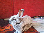 Elvis 2