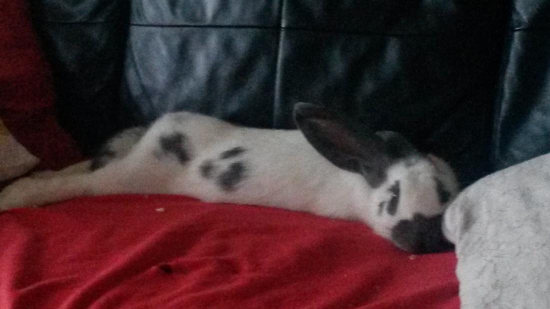 Queen molly tiefentspannt auf ihrer couch