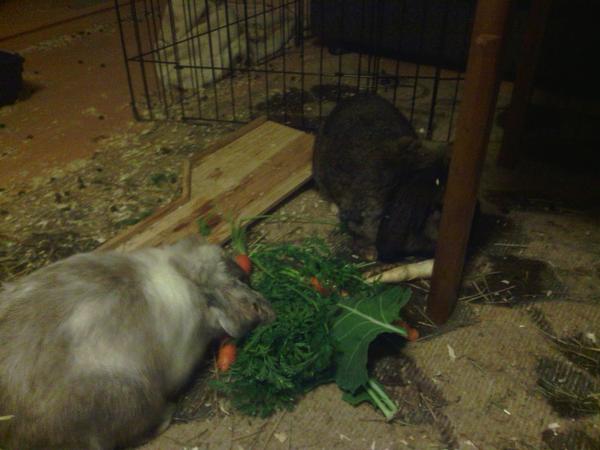 Harvey und Quinn