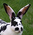 Portr�t Sarah