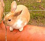 Meine Kaninchen