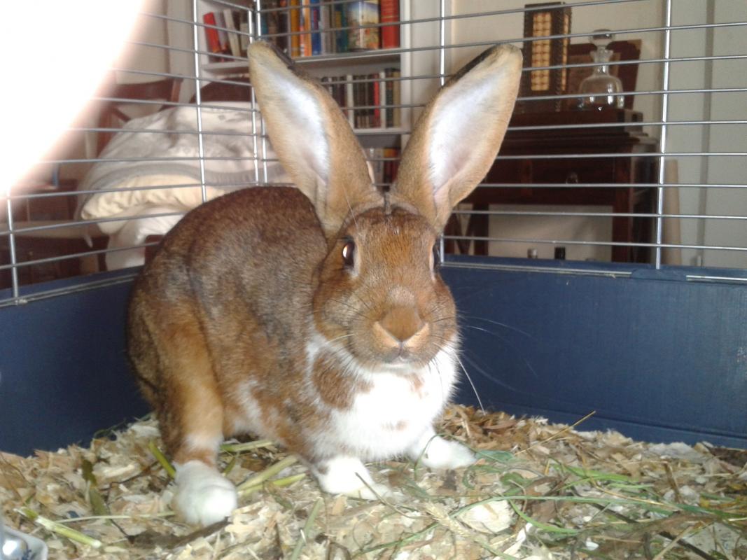 Rufus - noch im Quarant�ne-Stall