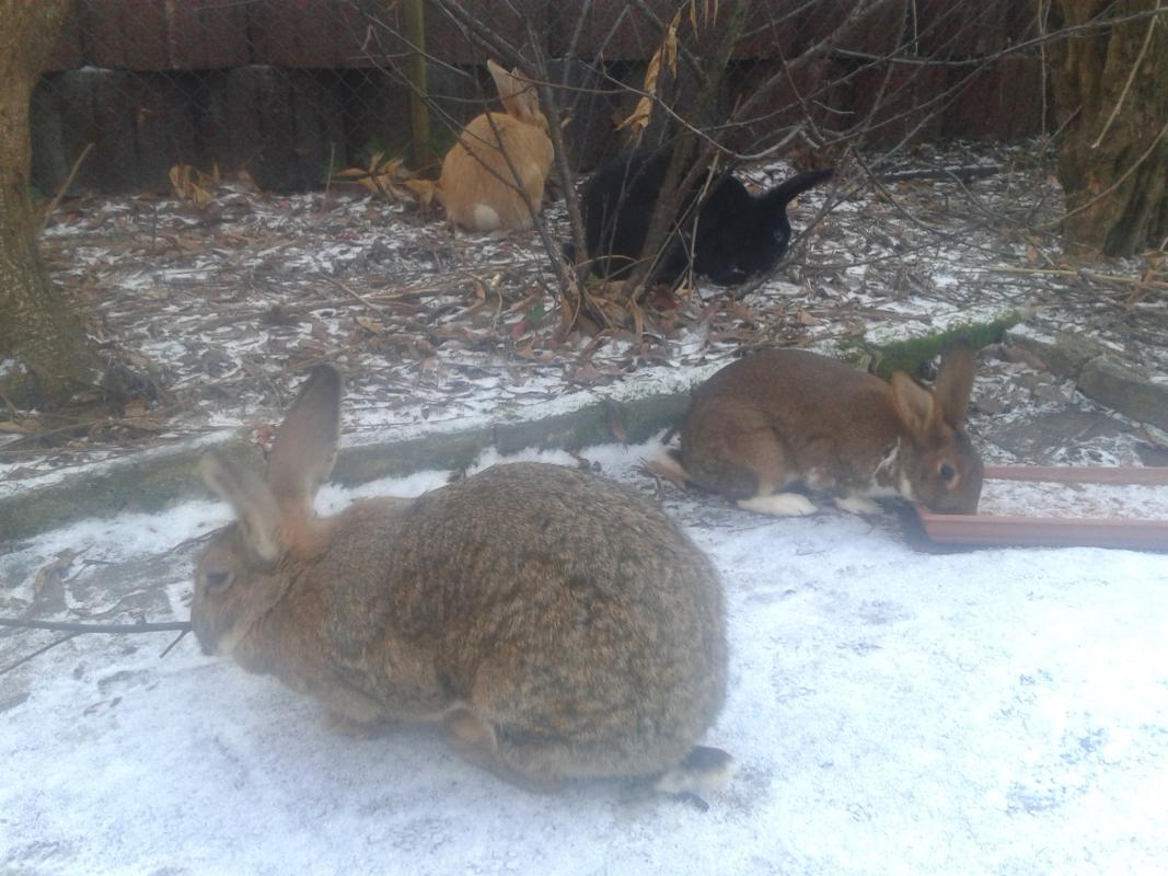 Betty, Rufus, Schlappi und Ph�nix