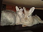 Lucy und Luna
