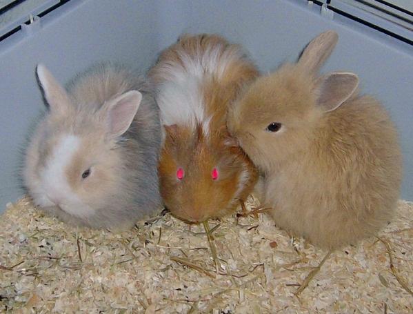 Gemeinschaftskuscheln (v.l. Luna, Benny, Lucy)