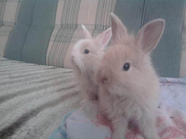Lucy und Luna