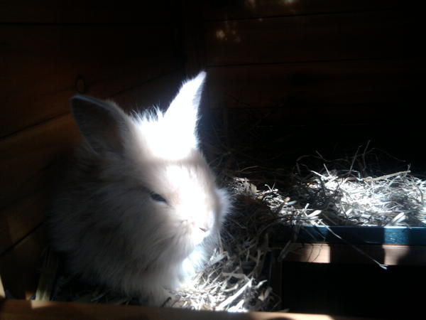 Lucy beim chillen und sonne tanken :D