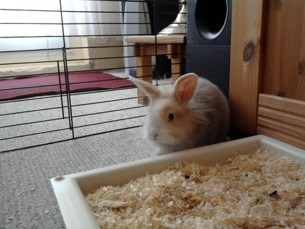 Meine Luna ^^