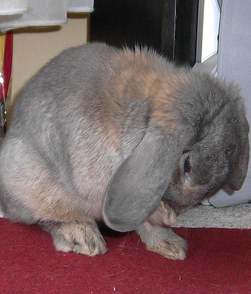 Mein Egon..ich vermiss dich so...ich liebe dich