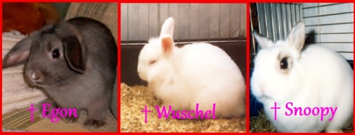 mein drei verstorbenen hasis....vermisse euch :(

♥ you