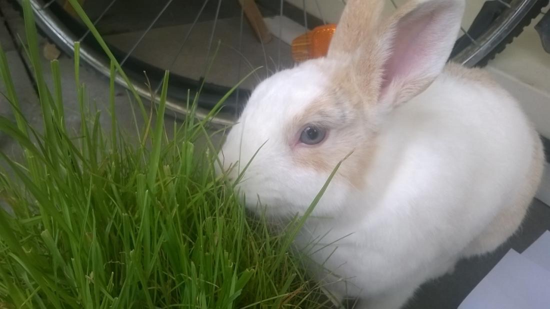Spicke beim Gras m�mmeln