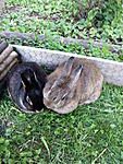 Lola und Rabbit