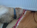 Das ist mein Hundi Angel. Hat nichts mit Kaninchen zu tun aber sie ist auch ein Tier. :-)