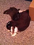Kuschelmonster