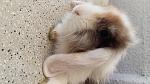 Das ist Teddy