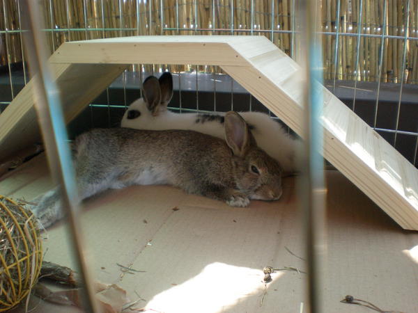 Clara & Mimi