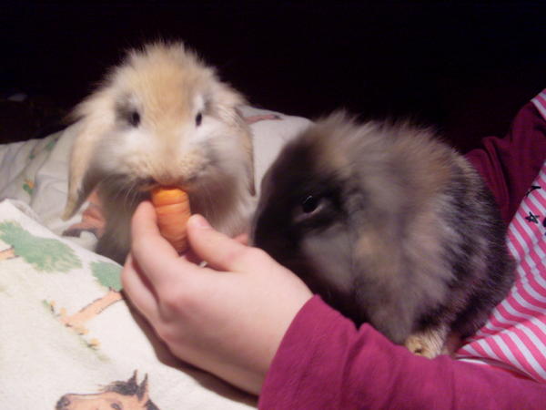 Lucky+Lucy