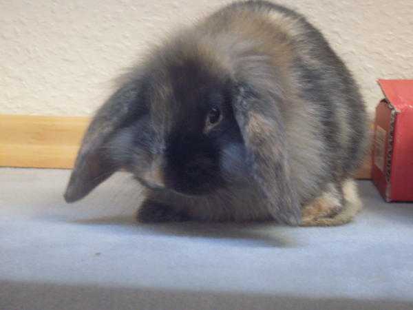 Lucy