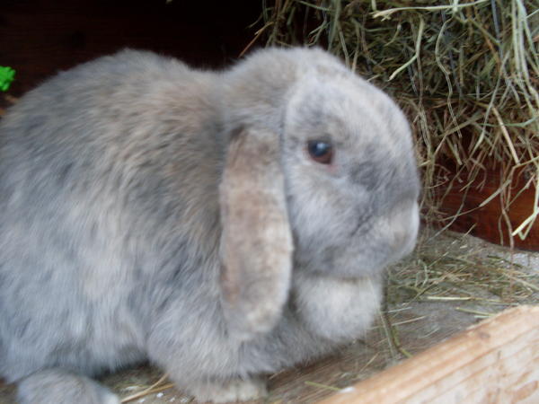 Lilli