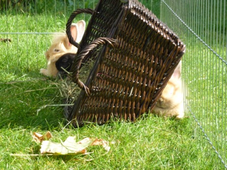 Relaxen im Garten