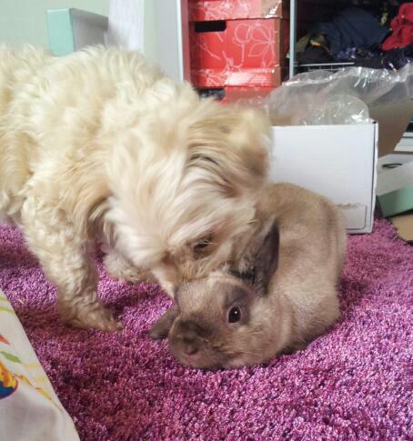 Maya (der kleine Hund) & Captain :-)