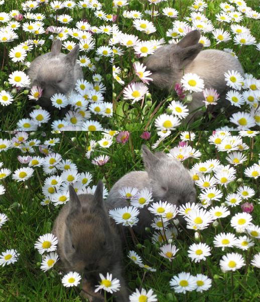 Baby's