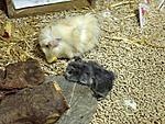 Locke (blond) und die kleine Fani (grau)