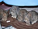 Sammy, Fl�ckchen, Emelie und Molly