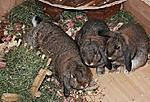 Sammy, Molly und Emelie