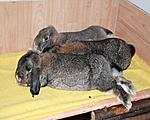Gruppenkuscheln