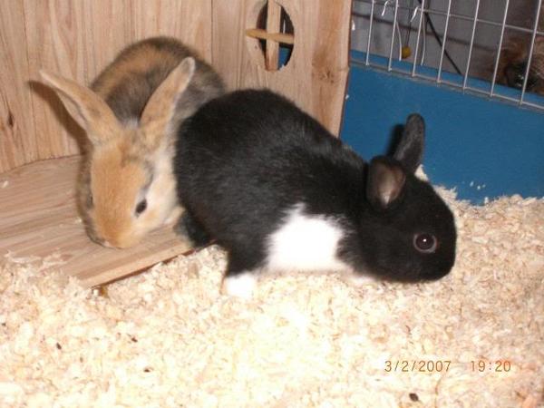 Lotta und Luna :-)