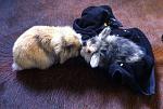 Filou und Tondi