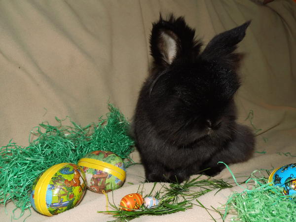 Ostern: Mr. Fluffy