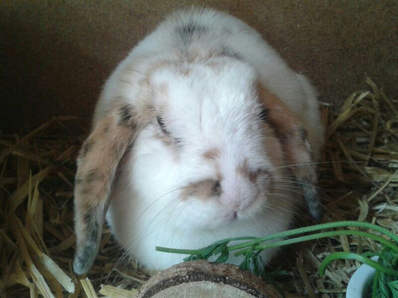 Hallo!?