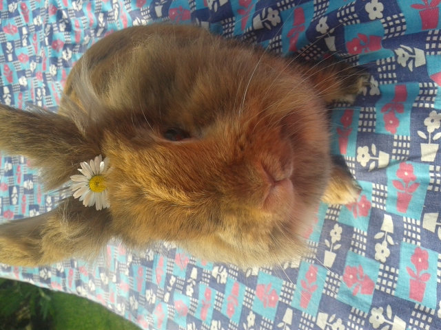 Lola mit Blume<3