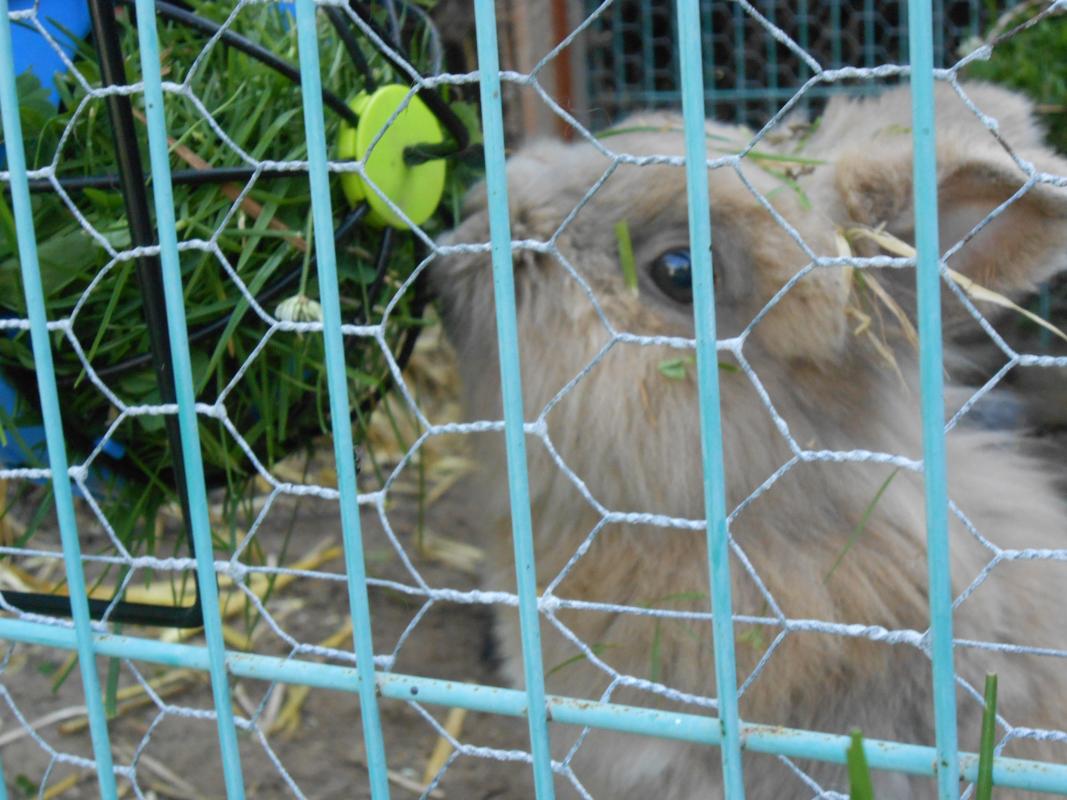 Flocke beim m�ffeln im Sommer 2013