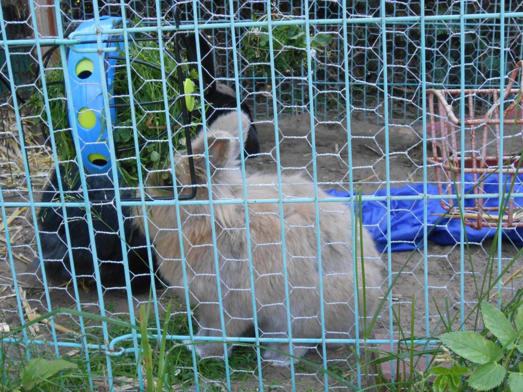 Flocke und Wuschel im Sommer 2013