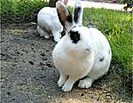 Fluffy und Flocke