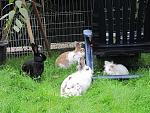 Die Gro�familie