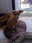 Foxy, Juanita, Lilli und Paul :)