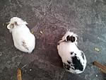 Lilli und Paul