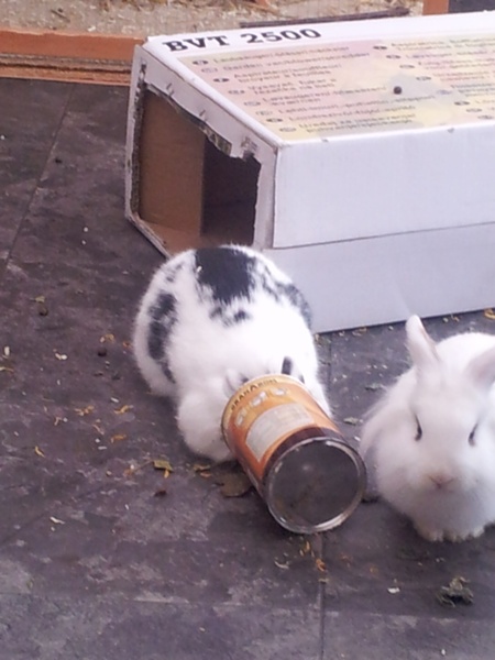 Dosenkaninchen :)