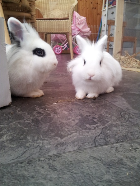 Paulchen und Lilli