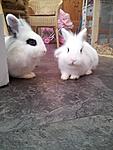 Paulchen und Lilli