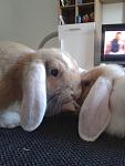 Meine Baby's Joey und Abby!