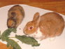 Sunny und Purzel