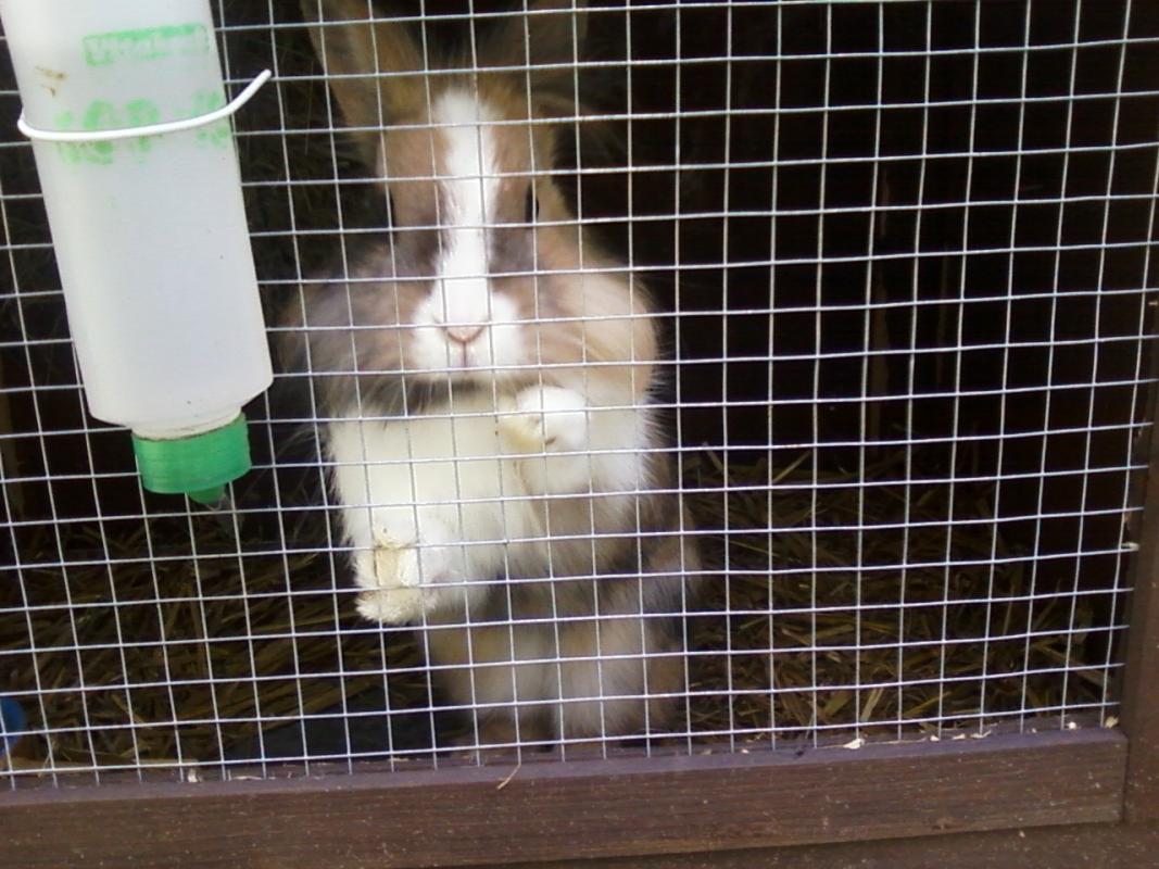 Flecki, L�wenk�pfchen, 2 Jahre alt