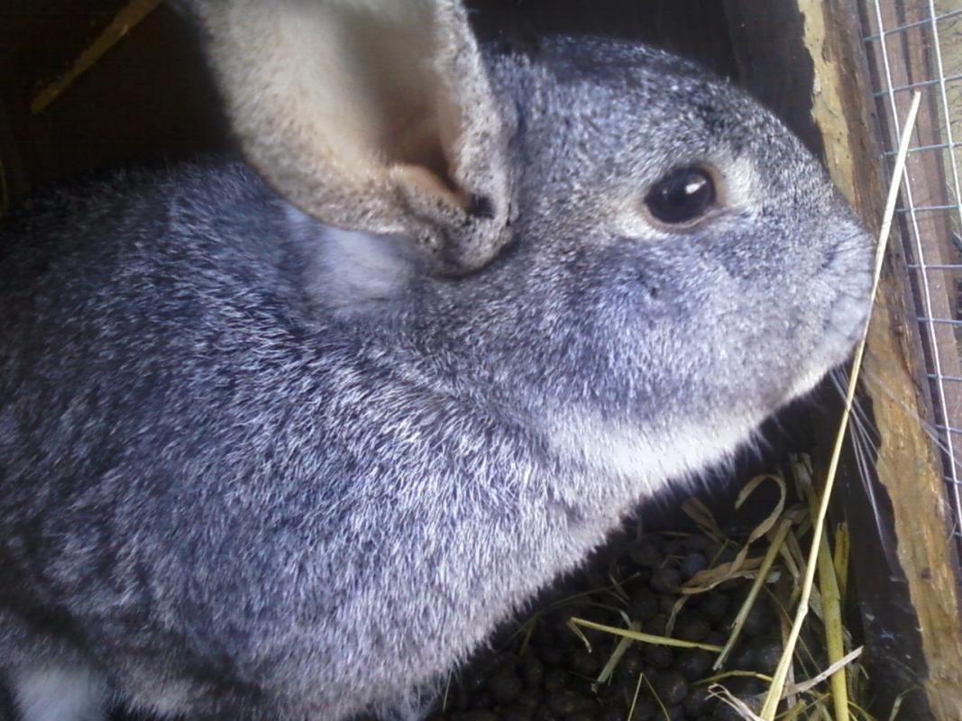 Jessy, 2 Jahre alt