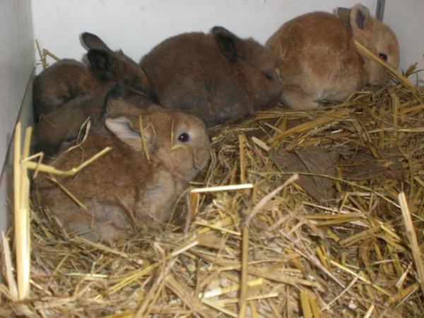 die babys von solitary und sunny ein baby ist vom nachbarskater get�tet worden so schrecklich :( ich habe mich nur eine sekunde vom freilauf weggedreht um etwas zu meiner mutter zu sagen und pl�tzlich hab ich es schreien geh�rt eins von den dunkelbraunen....