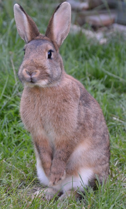 Berta